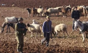 مستعمرون يقتلون رأسا من الماشية ويلاحقون الرعاة في منطقة جباريس بالأغوار الشمالية 